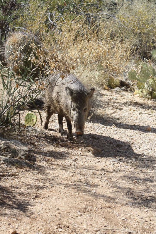 Javelinas coming for a cool place to hang out...