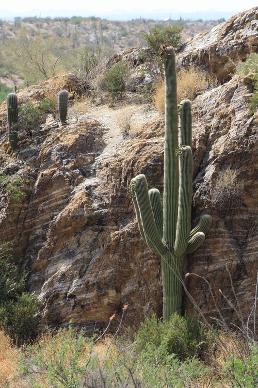 Saguaro on the rocks...