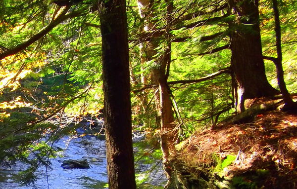 Vermont Stream from the Pines...