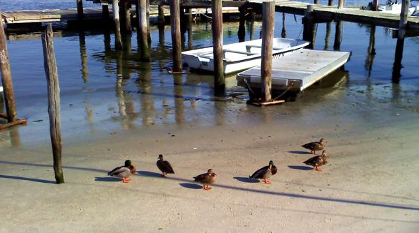 Little Ducks in a Row...