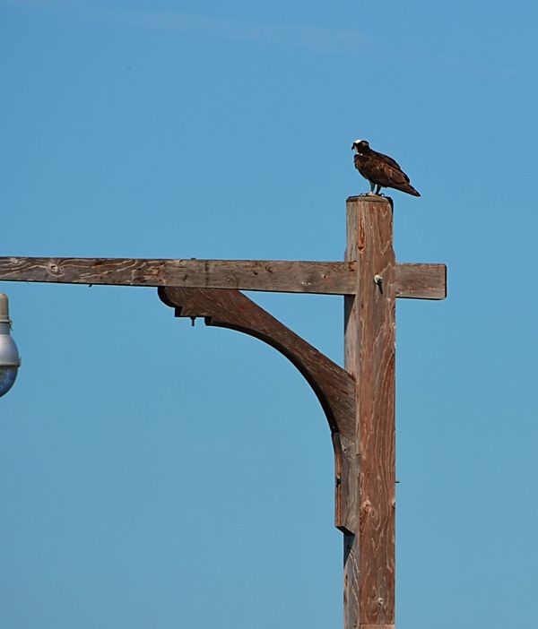 Osprey sitting on a lightpost...