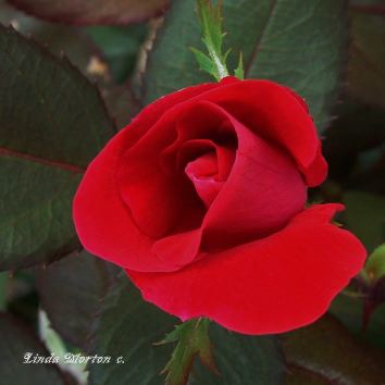 Tiny Red Rambler Rose......