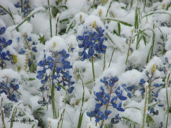 Bluebonnets and snow in late March......