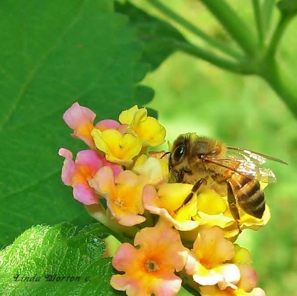 Honey Bee on Lantana Bloom...