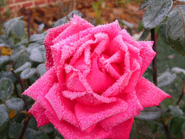 "Frosted Rose"...