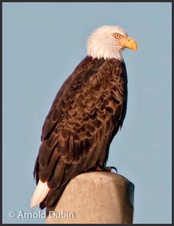 Bald Eagle Located About 7 Miles From My House...