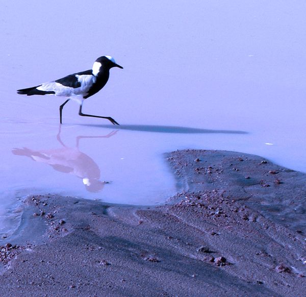 In Africa, Blacksmit Plover a little photoshopped...