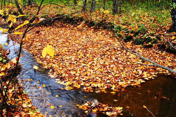 leaves in the creek...