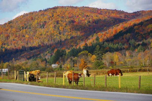 Grazing cows against a Fall background in VT...