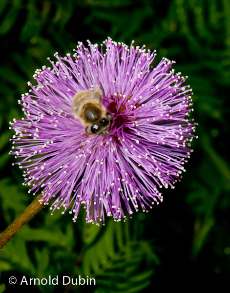 #3 - Mimosa Flower with a Bee...