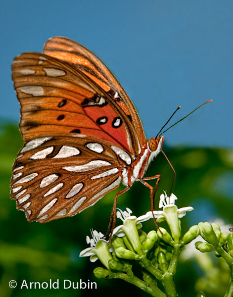 #5 - Gulf Fritillary Butterfly...