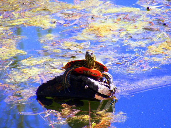 Turtle...