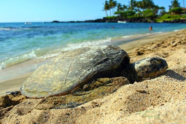 Beached Sea Turtle...