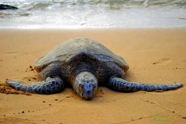 Beached Sea Turtle...