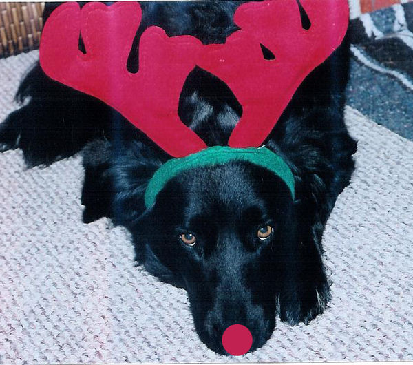 Rudolph in disguise? (scanned photo)...