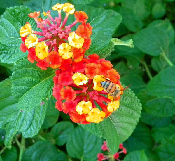 bee on flower...