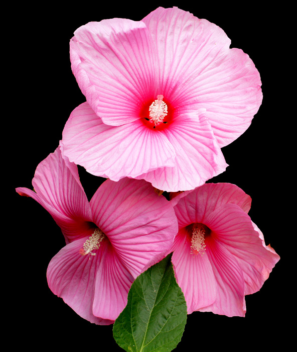 Hibiscus on Black...