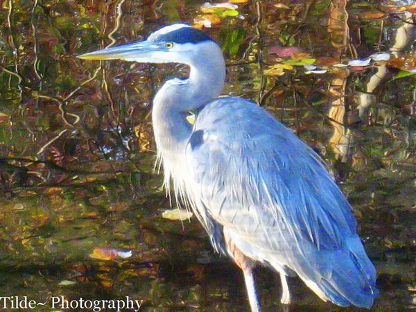 Blue Heron standing in the creek water...