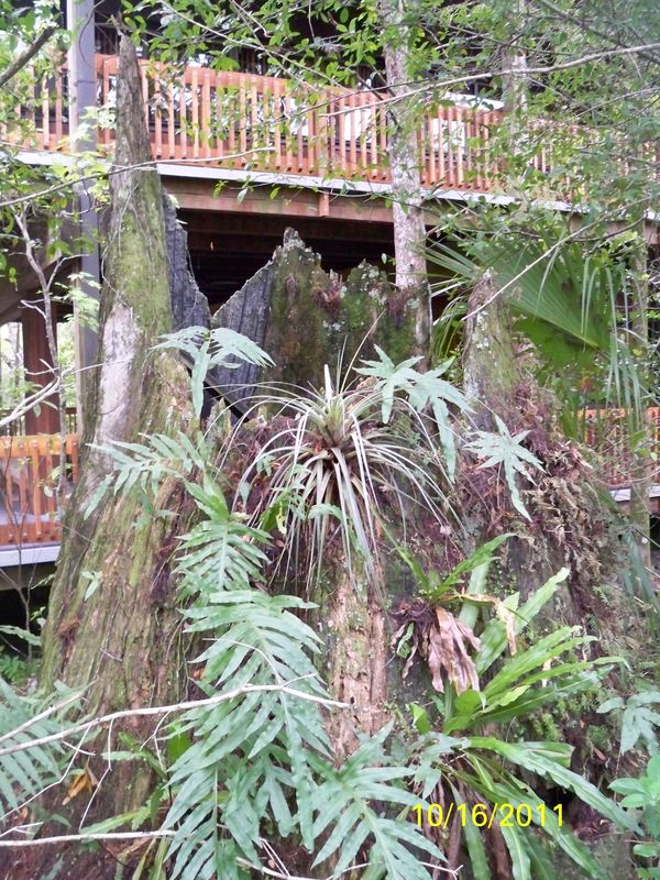 This is a big Cypress Tree. I should say whats lef...