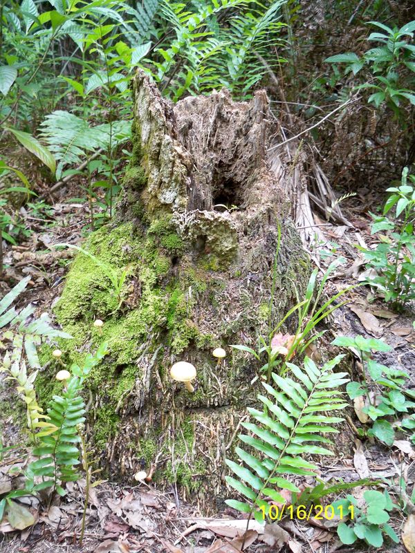 A baby Cypress....