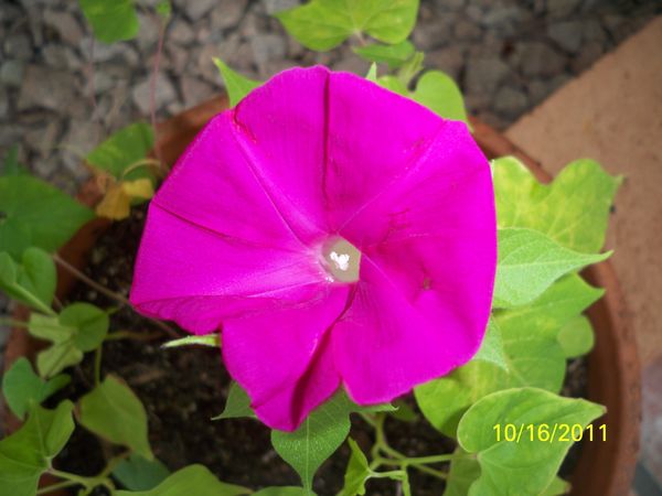 My first bloom of morning glory...