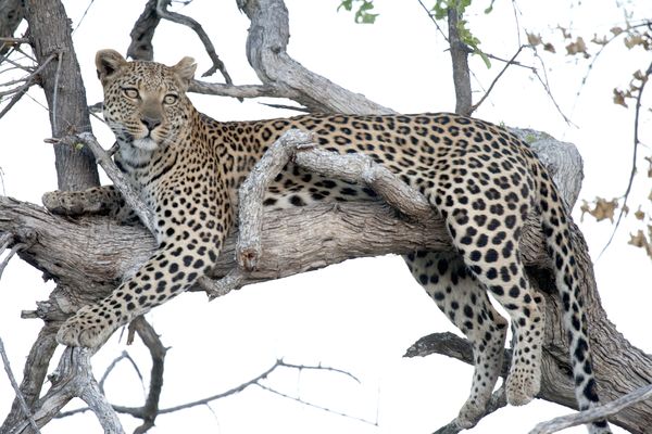 Leopard on a tree [Botswana 2010]...