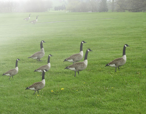 Nine Canadian Geese...