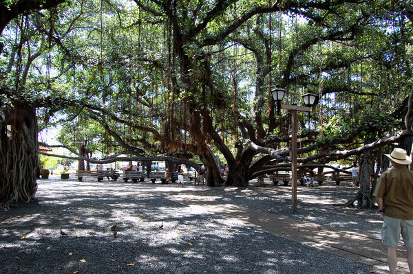 Banyon tree, Lahaina, Maui....