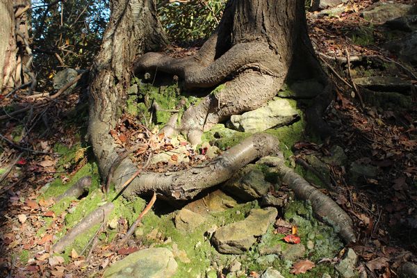 roots intertwined like the fingers of two lovers...