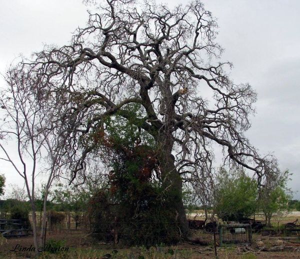 The dead crumbling oak......