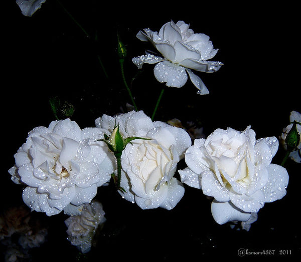 early morning dewy white Roses...