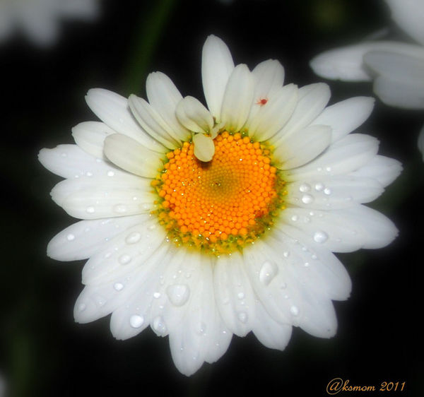 Rainy day Daisy...