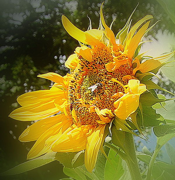Sunny Sunflower...