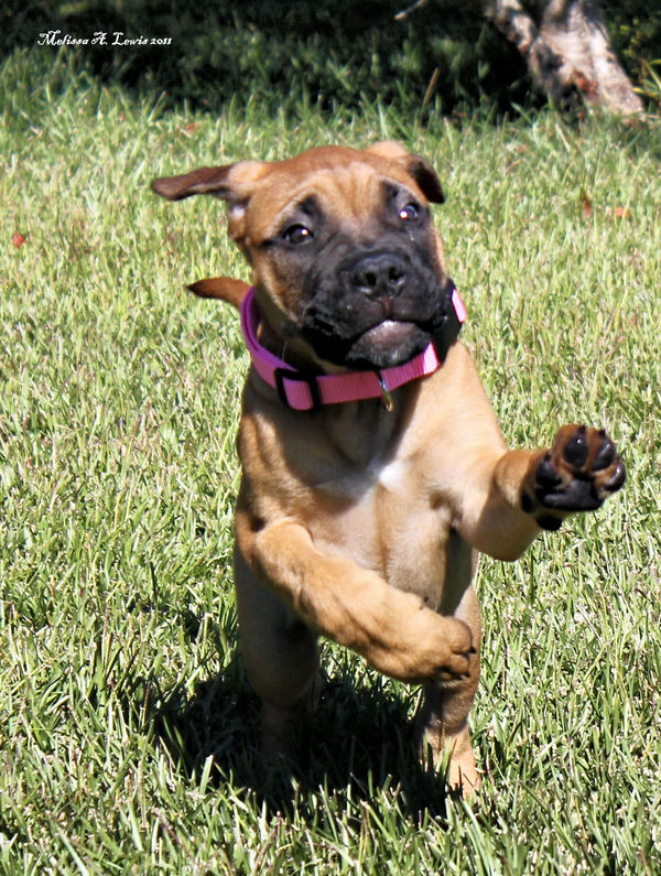 Hard to catch a romping puppy!...