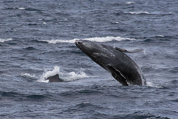 Baby humpback breaching next to mother...