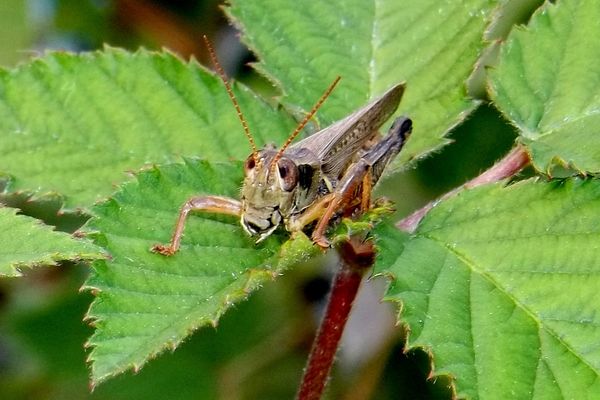 A Charming Grasshopper...