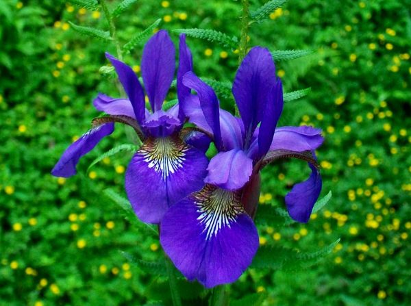 Purple Iris In Springtime...