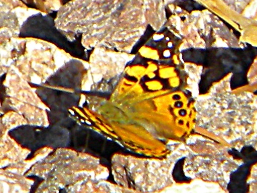butterfly on rocks...