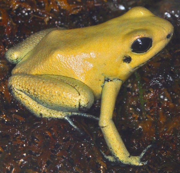 Golden Dart Poison Frog...