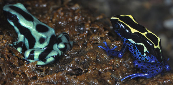 Two Dart Poison Frogs...
