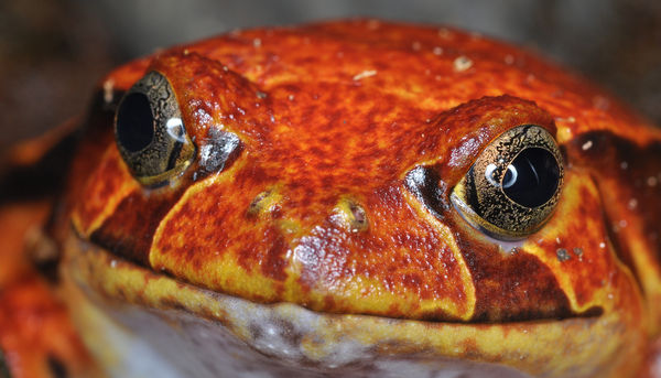 Tomato frog portrait...
