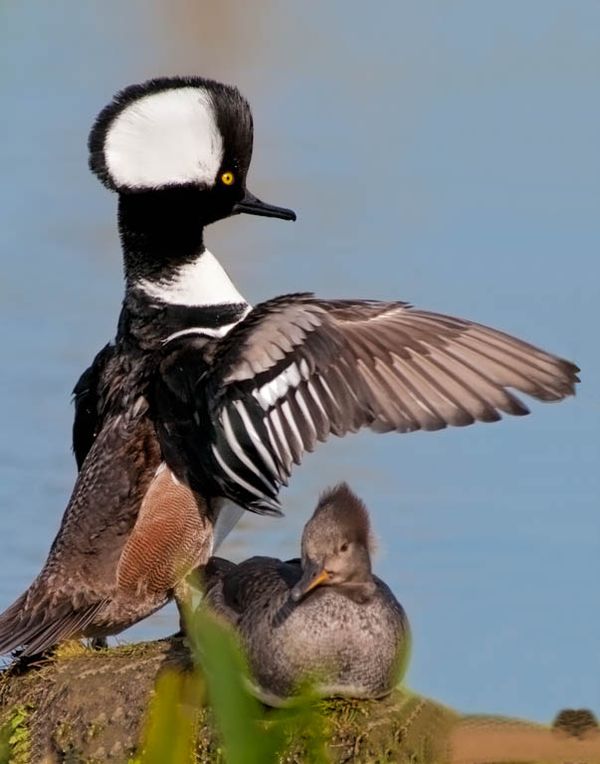 A Hooded Merganser With A Young One...