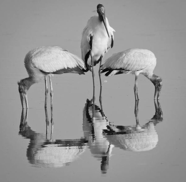 A Trio Of Wood Storks With Their Reflections...