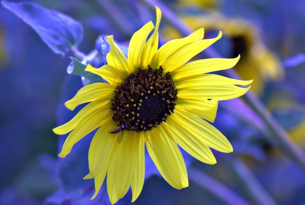 Kansas sunflower...