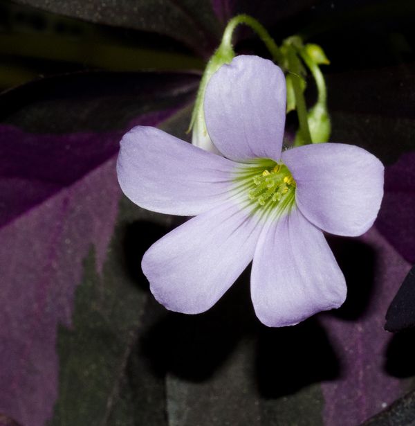 Oxalis Triangularis (Purple Shamrock flower)...