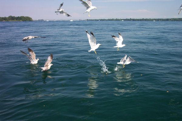 Gulls eating Cheez-its in the Niagara River...