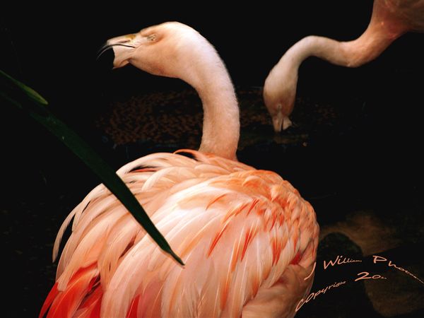 Pink Flamingo- She hates me......