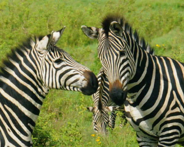 Zebra family...