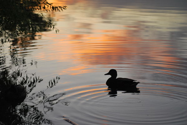 Duck at dusk...