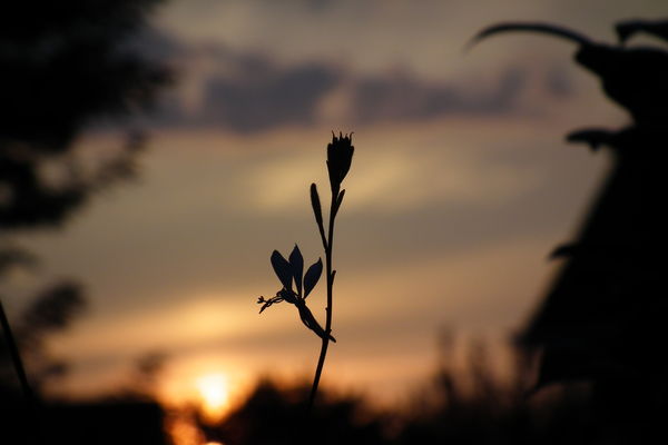 Sunset Guara...